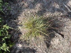 Elymus elymoides