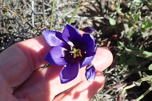 Geissorhiza splendidissima