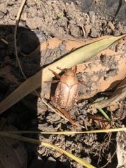 Anoplognathus concolor