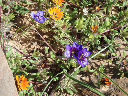 Geissorhiza splendidissima