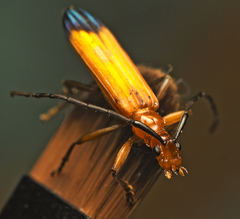 Stenoderus ostricilla