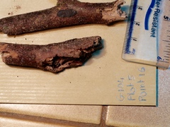 Hypoxylon hypomiltum