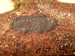 Hypoxylon hypomiltum