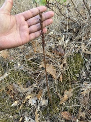 Platanthera elongata