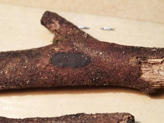 Hypoxylon hypomiltum