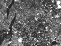 Hypoxylon hypomiltum