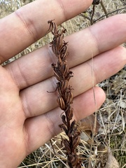 Platanthera elongata