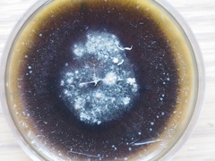 Hypoxylon hypomiltum