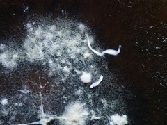 Hypoxylon hypomiltum