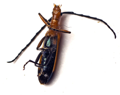 Stenoderus ostricilla