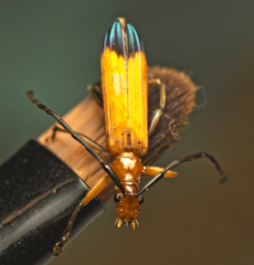 Stenoderus ostricilla