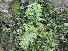 Microlepia nepalensis