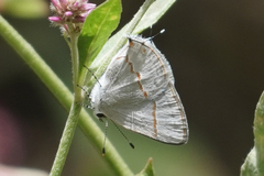 Ministrymon azia