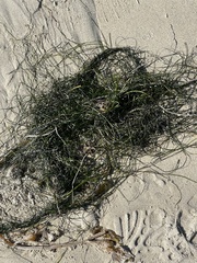 Phyllospadix torreyi