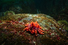 Echidnocerus cibarius