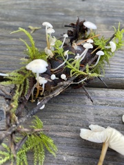 Strobilurus trullisatus