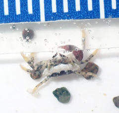 Pilumnoides perlatus