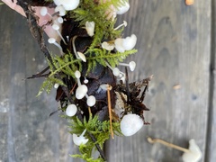 Strobilurus trullisatus