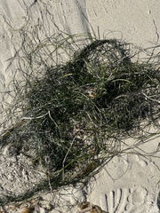 Phyllospadix torreyi