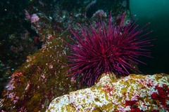 Mesocentrotus franciscanus