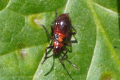 Oncopeltus orourkeae