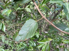 Actinidia rufa
