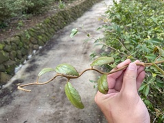 Actinidia rufa