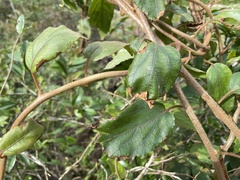 Actinidia rufa