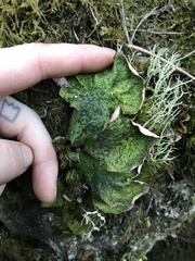 Peltigera britannica