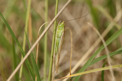 Conocephalus longipes