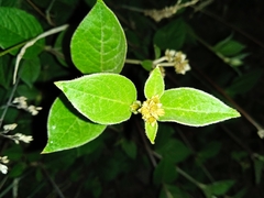 Alternanthera porrigens