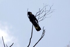 Zanda funerea funerea