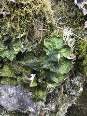 Peltigera britannica