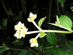 Alternanthera porrigens