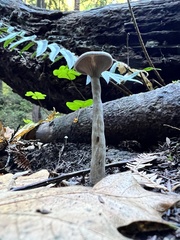 Pseudoclitocybe
