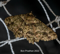 Paradarisa comparataria