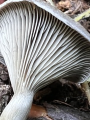 Pseudoclitocybe