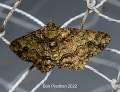 Paradarisa comparataria