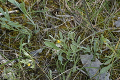 Chrysocephalum apiculatum