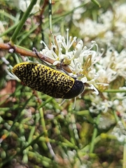 Stigmodera macularia