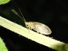 Neuroptera