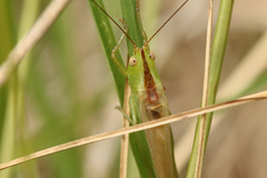 Conocephalus longipes