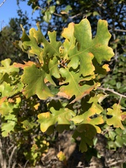 Quercus lobata