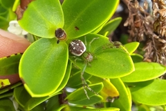 Diaea ambara