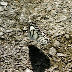 Appias libythea peducaea
