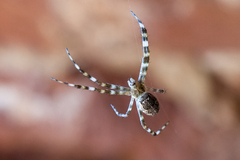 Argiope mascordi