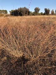 Eriogonum elongatum