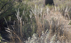 Enneapogon cenchroides