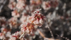 Eriogonum wrightii nodosum