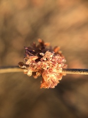 Eriogonum elongatum
